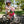 Laden Sie das Bild in den Galerie-Viewer, Woom Go 2 Kinderfahrrad 14 Zoll

